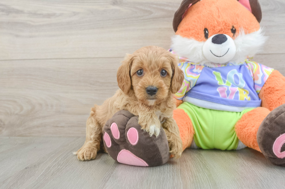6 week old Cavapoo Puppy For Sale - Windy City Pups