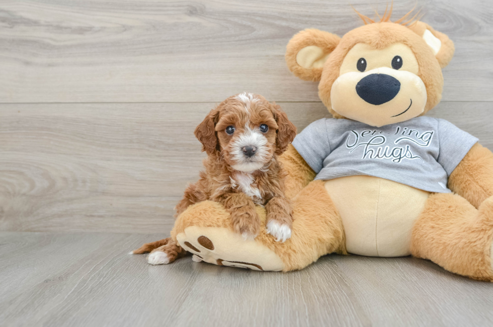 6 week old Cavapoo Puppy For Sale - Windy City Pups