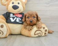 8 week old Cavapoo Puppy For Sale - Windy City Pups