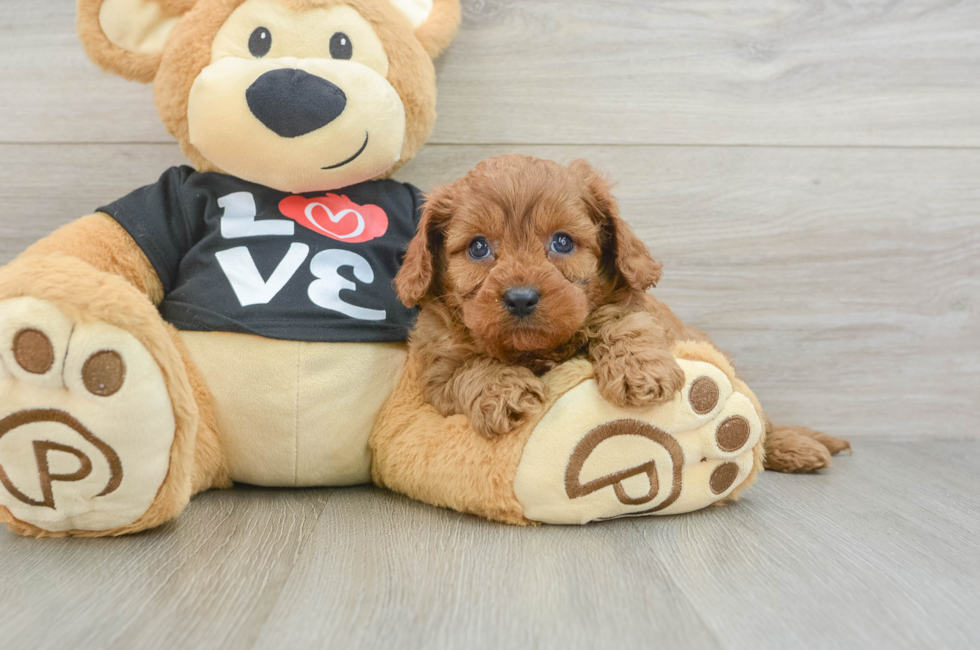 7 week old Cavapoo Puppy For Sale - Windy City Pups