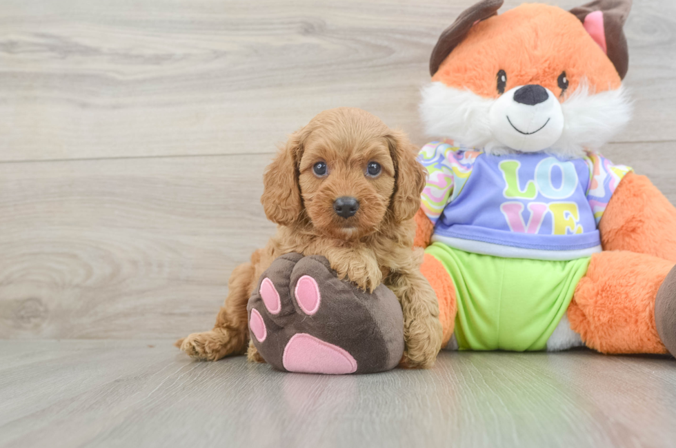 6 week old Cavapoo Puppy For Sale - Windy City Pups