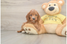 Cute Cavapoo Baby