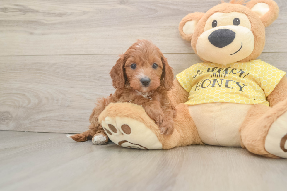 Cute Cavapoo Baby
