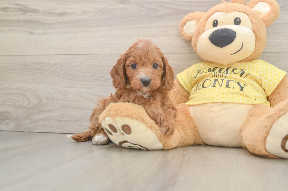 6 week old Cavapoo Puppy For Sale - Windy City Pups