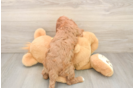 Hypoallergenic Cavadoodle Poodle Mix Puppy