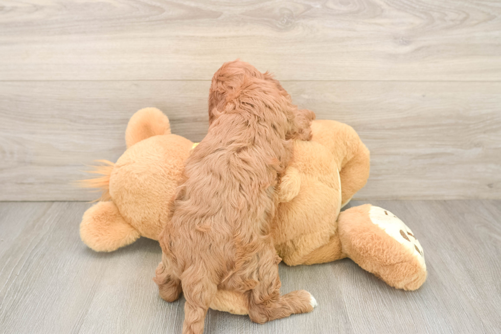Hypoallergenic Cavadoodle Poodle Mix Puppy