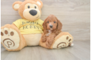 Petite Cavapoo Poodle Mix Pup