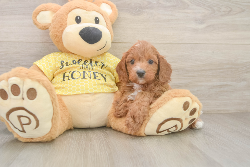 Petite Cavapoo Poodle Mix Pup