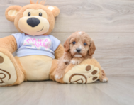 7 week old Cavapoo Puppy For Sale - Windy City Pups