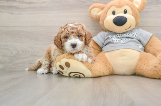Cavapoo Pup Being Cute
