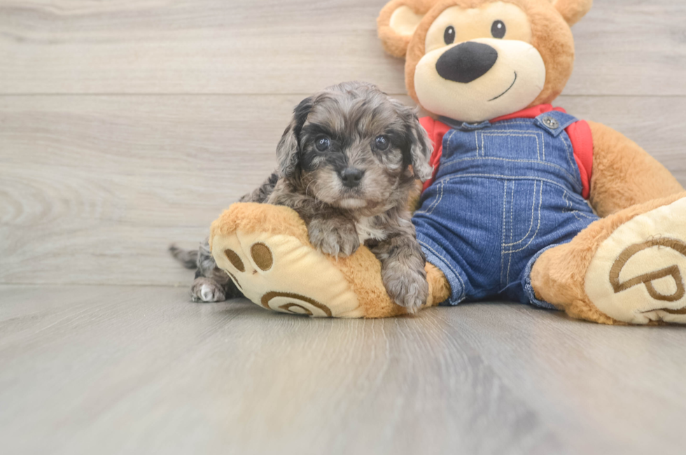 6 week old Cavapoo Puppy For Sale - Windy City Pups
