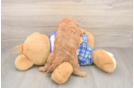 Cavapoo Puppy for Adoption