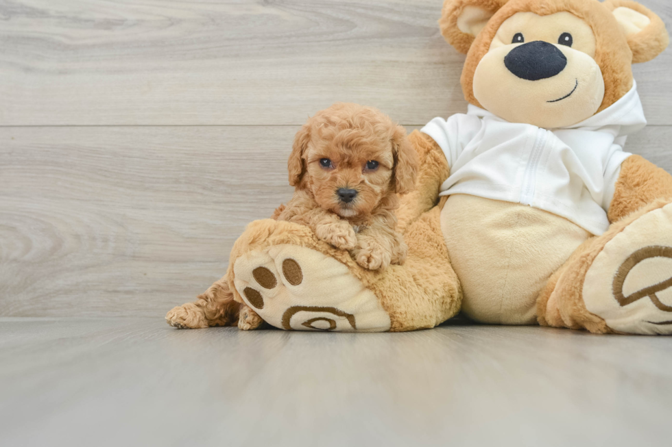 Happy Cavapoo Baby