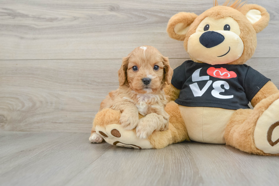 Friendly Cavapoo Baby