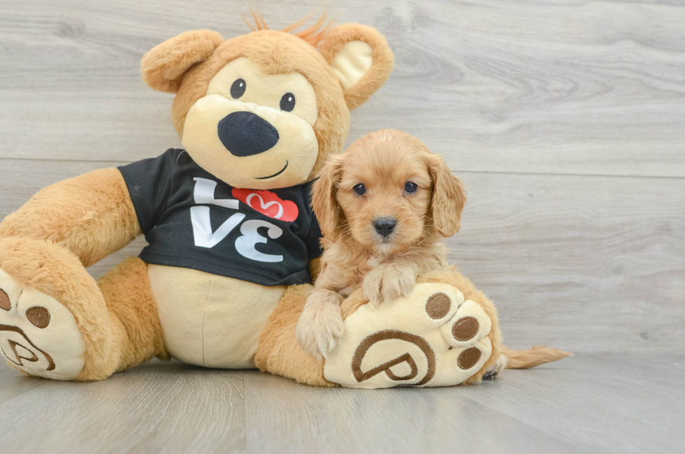 5 week old Cavapoo Puppy For Sale - Windy City Pups