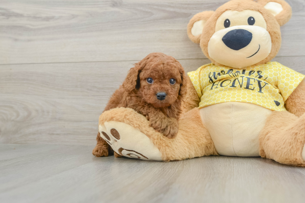 Cavapoo Pup Being Cute