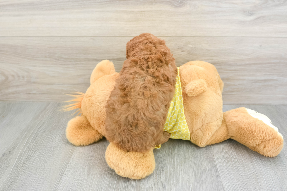 Little Cavipoo Poodle Mix Puppy