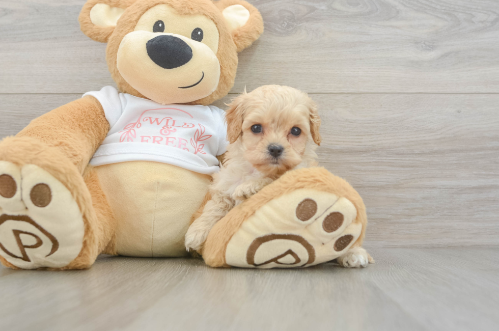6 week old Cavapoo Puppy For Sale - Windy City Pups