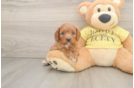 Small Cavapoo Baby