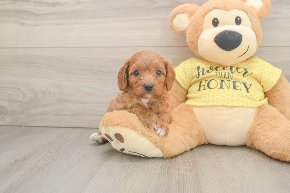 Small Cavapoo Baby