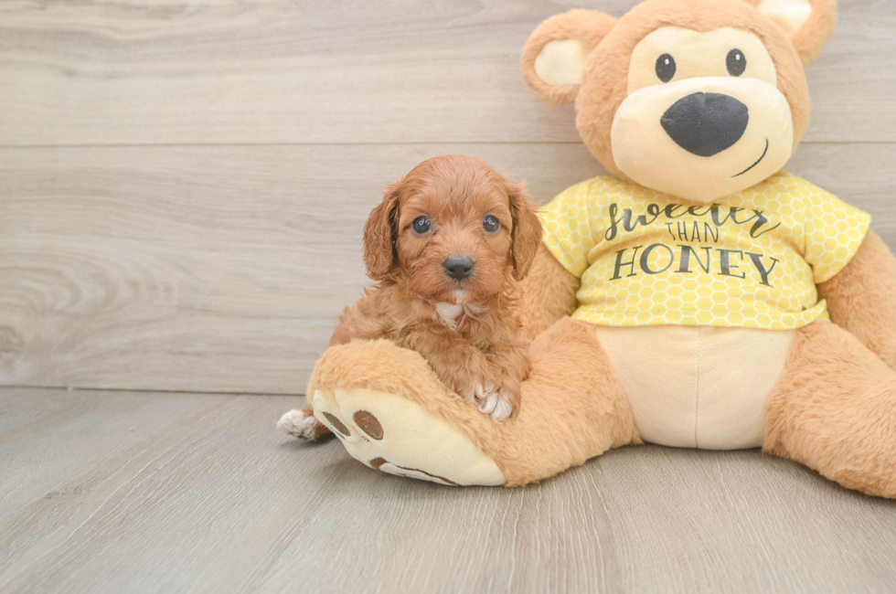6 week old Cavapoo Puppy For Sale - Windy City Pups