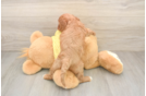 Energetic Cavoodle Poodle Mix Puppy