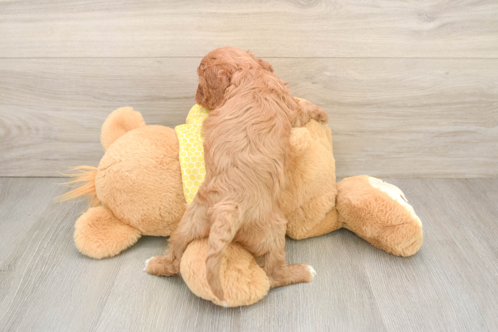 Energetic Cavoodle Poodle Mix Puppy