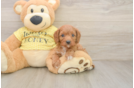 Cavapoo Puppy for Adoption