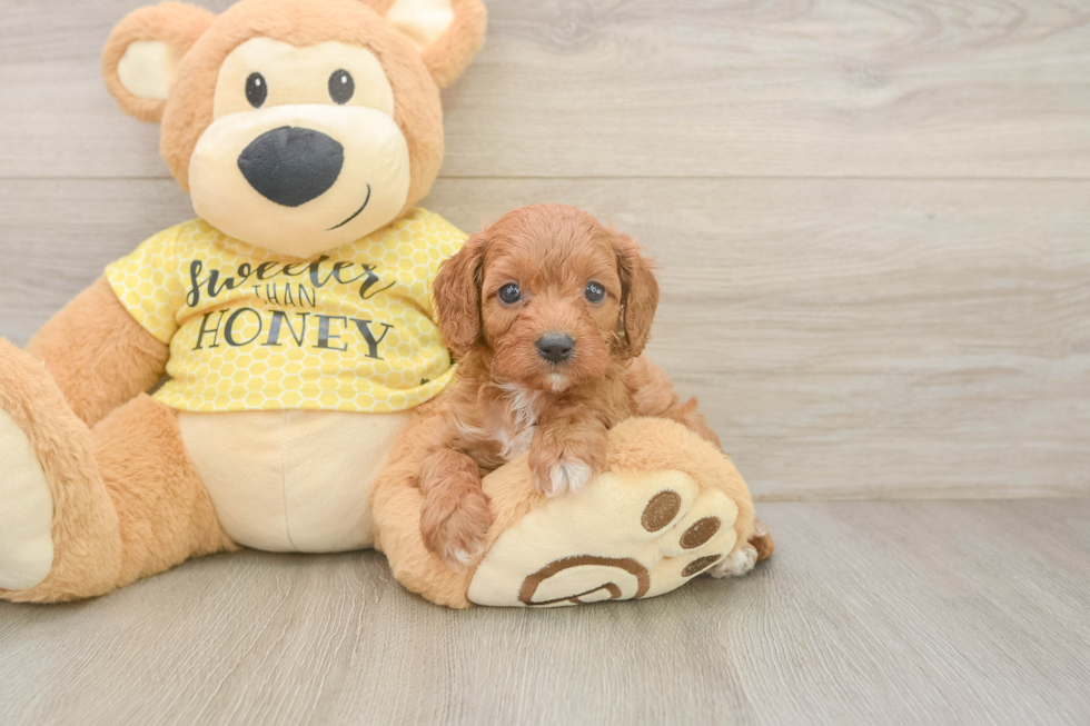 Cavapoo Puppy for Adoption