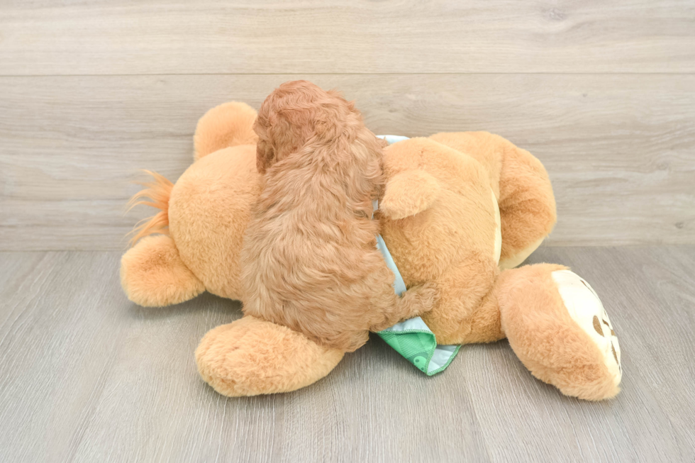 Petite Cavapoo Poodle Mix Pup