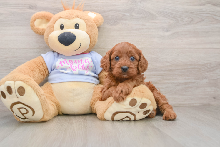 Cavapoo Puppy for Adoption