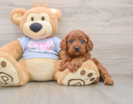 7 week old Cavapoo Puppy For Sale - Windy City Pups