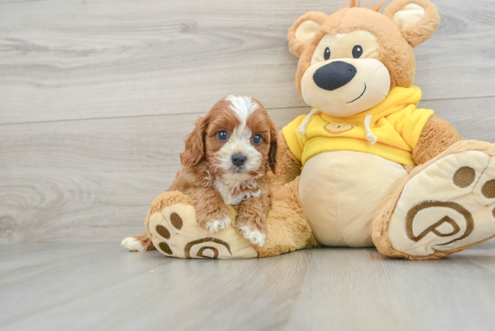 Adorable Cavalier King Charles Spaniel and Poodle Mix Poodle Mix Puppy