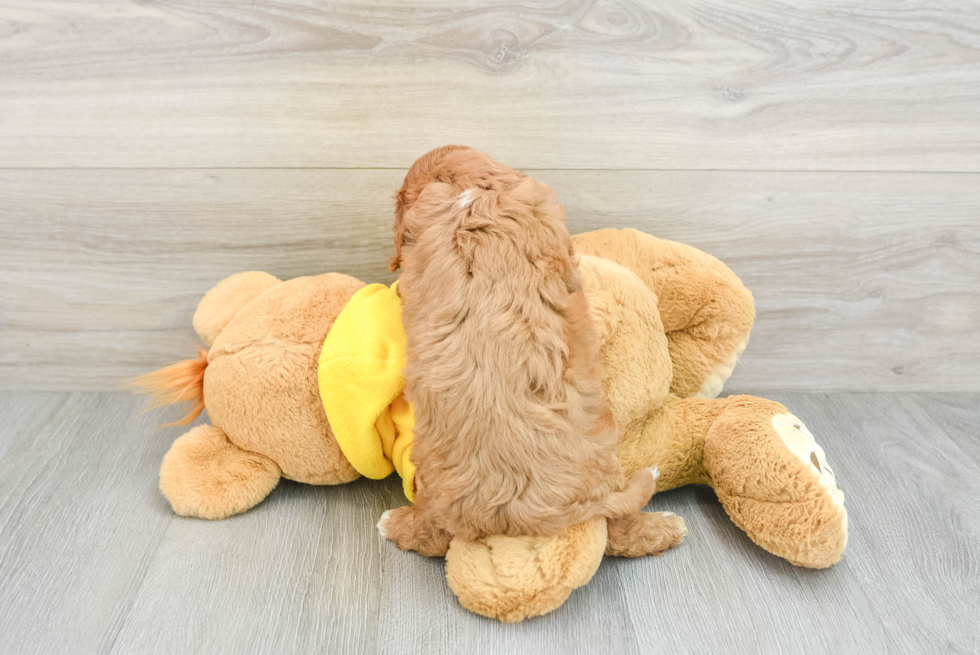 Funny Cavapoo Poodle Mix Pup