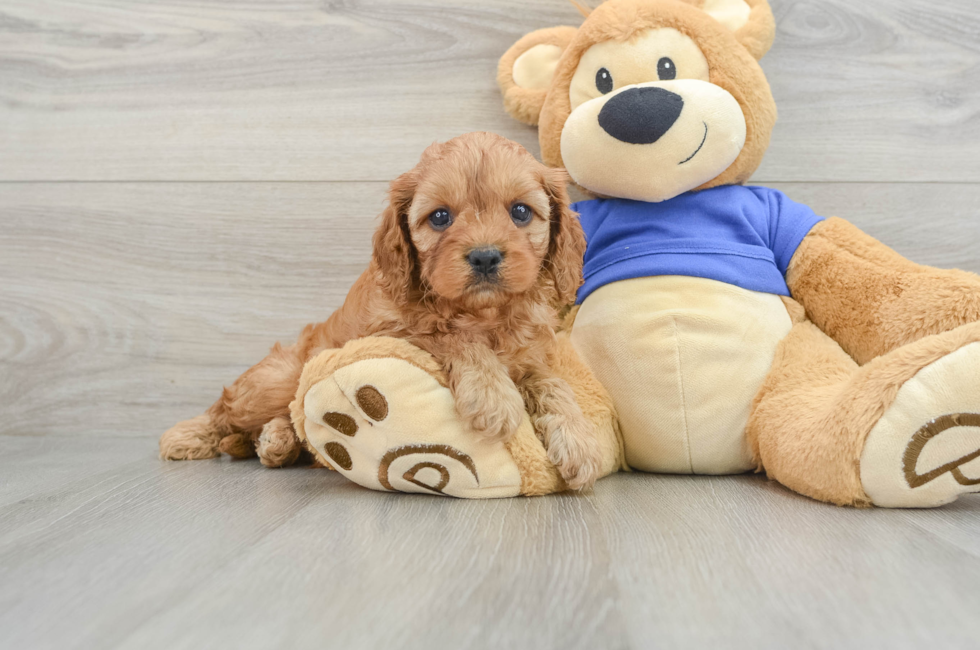 6 week old Cavapoo Puppy For Sale - Windy City Pups