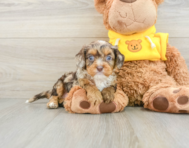 8 week old Cavapoo Puppy For Sale - Windy City Pups