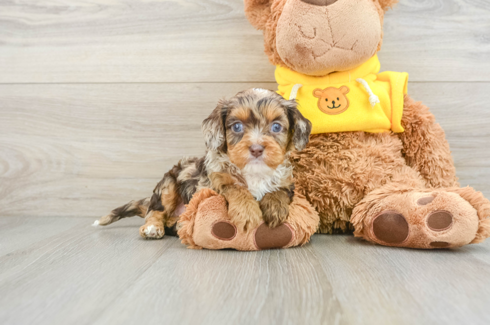 8 week old Cavapoo Puppy For Sale - Windy City Pups