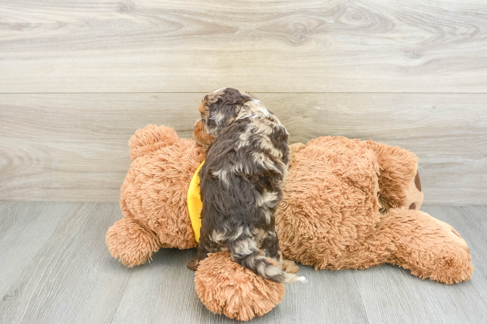 Cavapoo Pup Being Cute