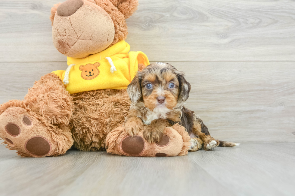 Energetic Cavoodle Poodle Mix Puppy