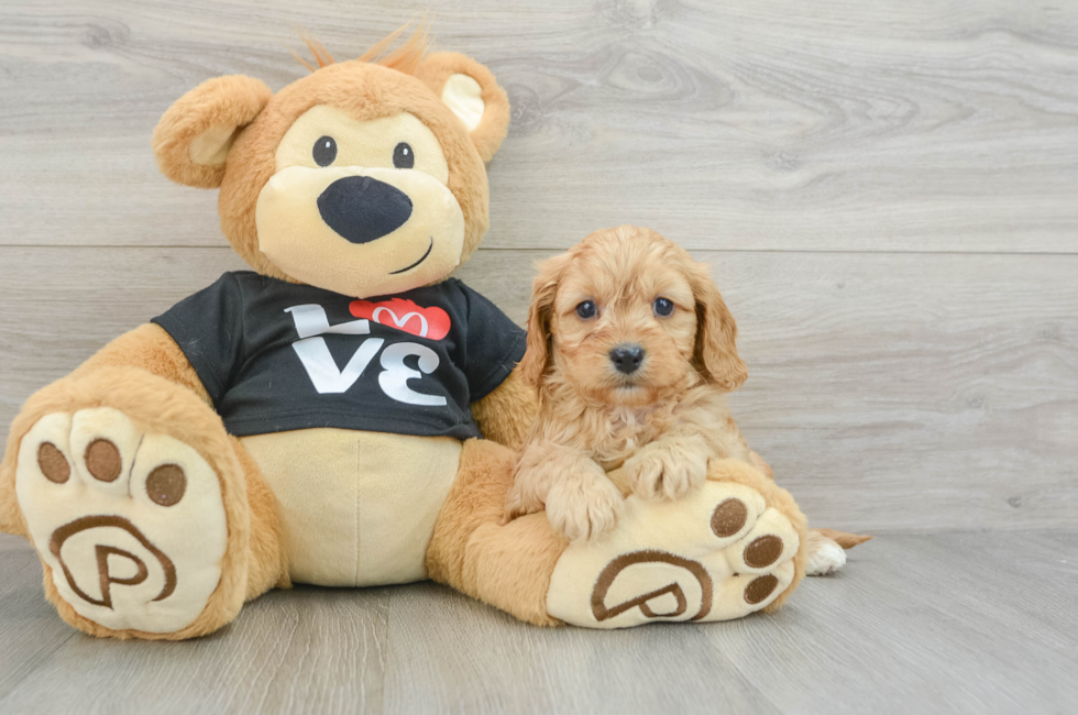 5 week old Cavapoo Puppy For Sale - Windy City Pups