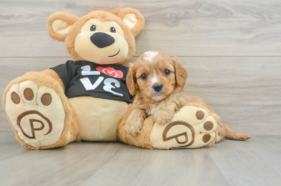 7 week old Cavapoo Puppy For Sale - Windy City Pups