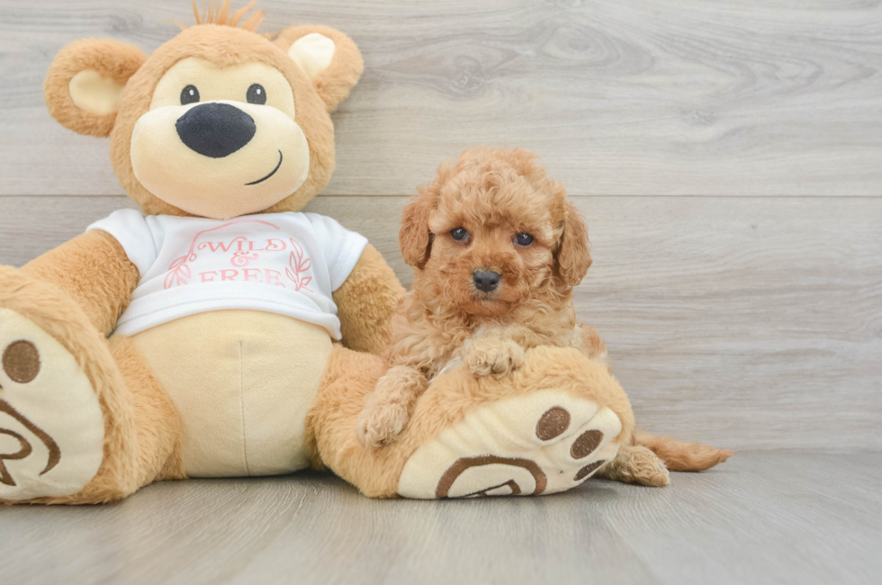 6 week old Cavapoo Puppy For Sale - Windy City Pups