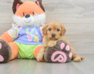 7 week old Cavapoo Puppy For Sale - Windy City Pups