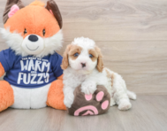 8 week old Cavapoo Puppy For Sale - Windy City Pups