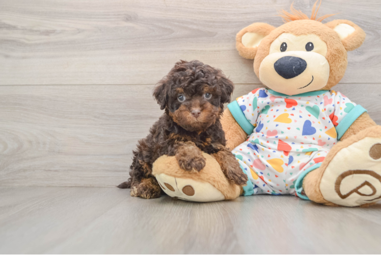 Fluffy Cavapoo Poodle Mix Pup