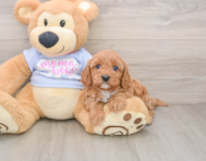 7 week old Cavapoo Puppy For Sale - Windy City Pups