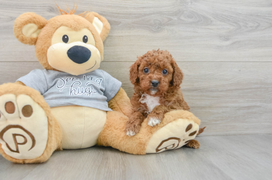 Cavapoo Pup Being Cute