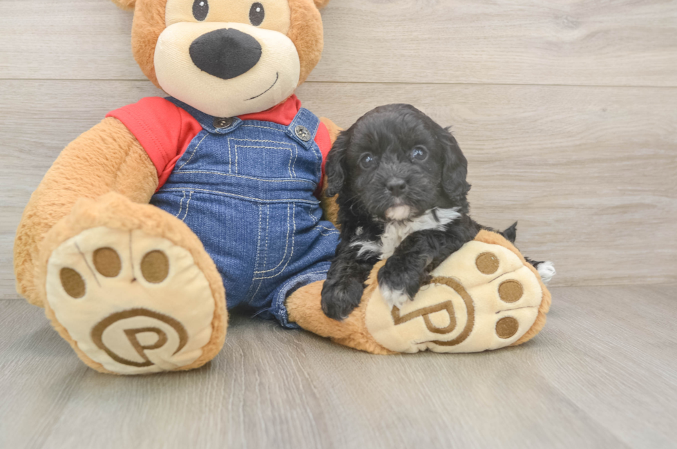 6 week old Cavapoo Puppy For Sale - Windy City Pups