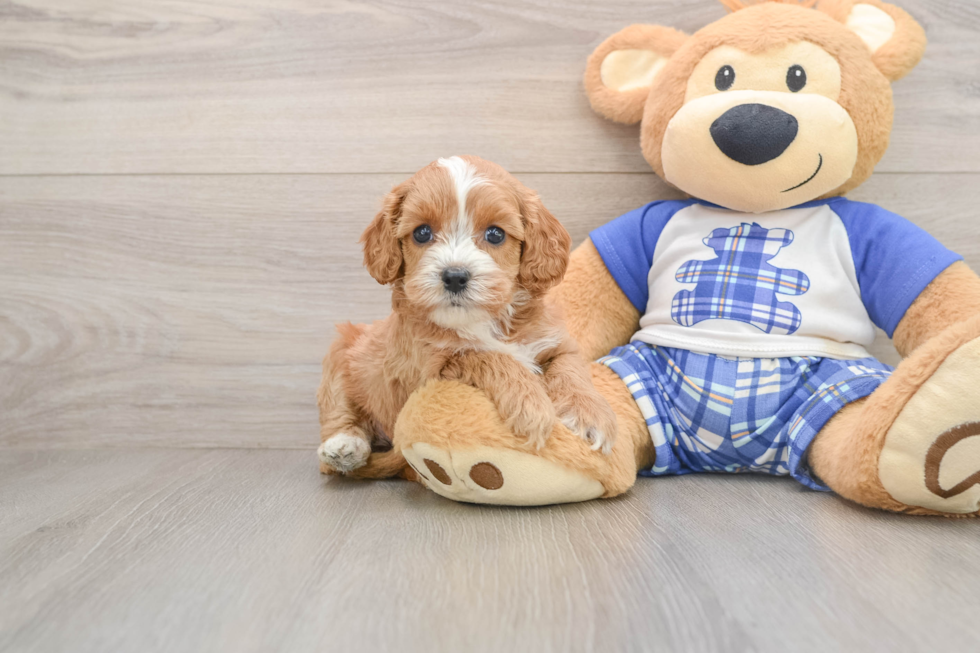 Happy Cavapoo Baby