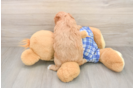 Small Cavapoo Baby